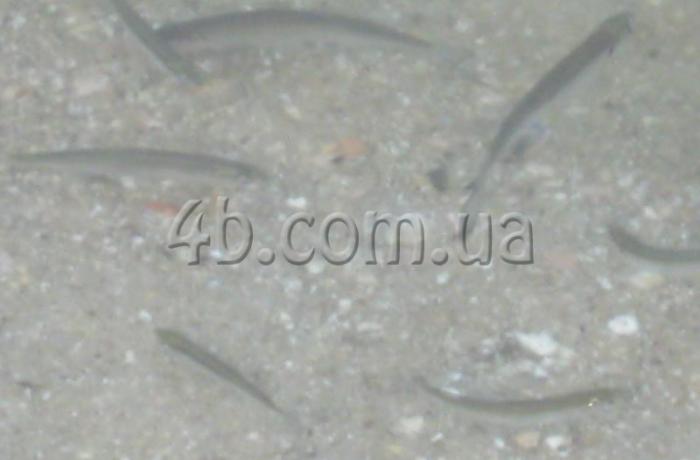 Агентство недвижимости 4B